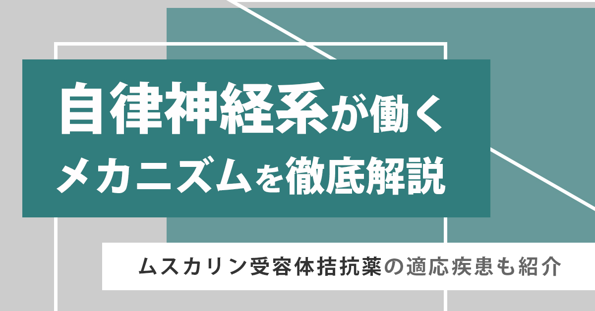 自律神経系が働くメカニズムを徹底解説｜ムスカリン受容体拮抗薬の適応疾患も紹介