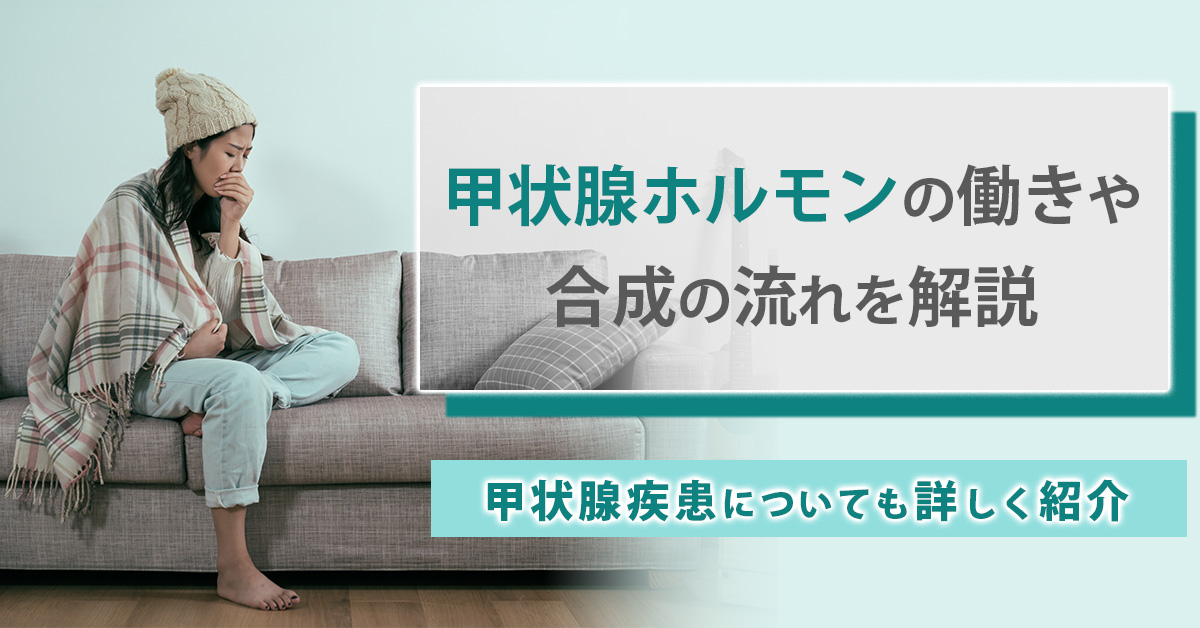 甲状腺ホルモンの働きや合成の流れを解説｜甲状腺疾患についても詳しく紹介