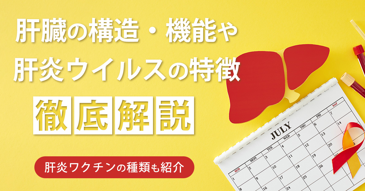 肝臓の構造・機能や肝炎ウイルスの特徴を徹底解説｜肝炎ワクチンの種類も紹介