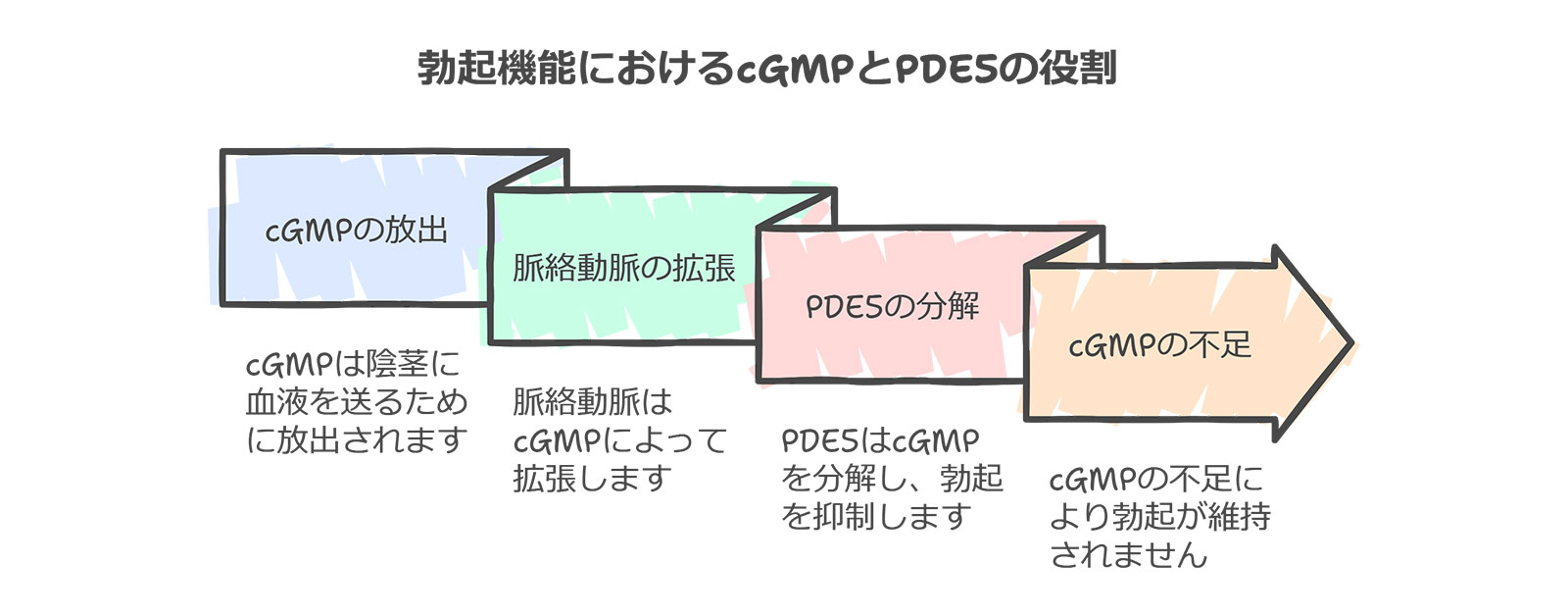 EDが発生するメカニズム