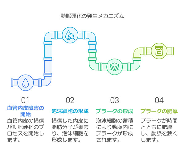 動脈硬化が発生するメカニズム