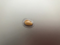 手軽さが良いです